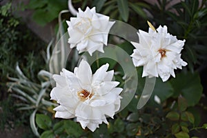 Three beautiful white roses in a garden