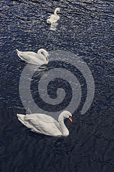 Three beautiful white swans floating on the water. T