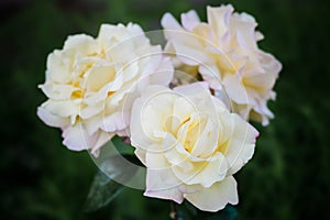 Three beautiful white and yellow rose flowers