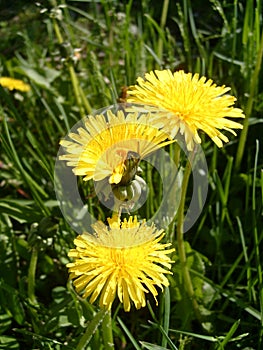 Three beautiful yellow dandelions. Meadow flowers. Close-up. Delicate petals