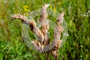 Three beautiful yellow faded dry spikes in the field