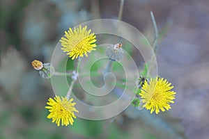 Three beautiful yellow flower Sonchus oleraceus photo