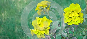 Three beautiful yellow roses on a bush in the open, selective focus, copy space, banner