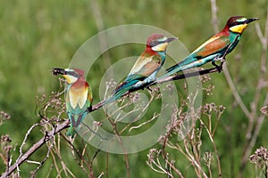 Three bee-eater birds