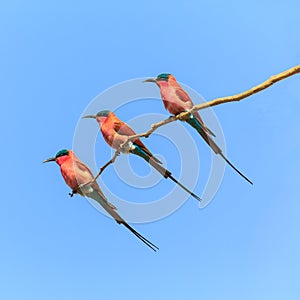 Three bee eaters sitting on a branch
