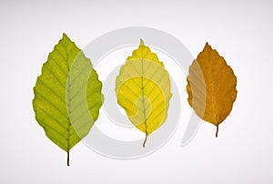 Three beech leaves in different colours