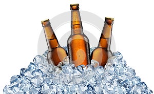 Three beer bottles getting cool in ice cubes.