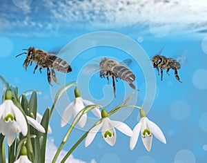 Three bees apis mellifera flying