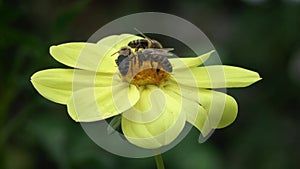 Three Bees Collect Floral Nectar from a Yellow Autumn Flower