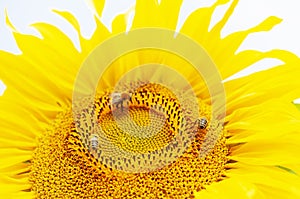 Three bees collect nectar from a sunflower in clear