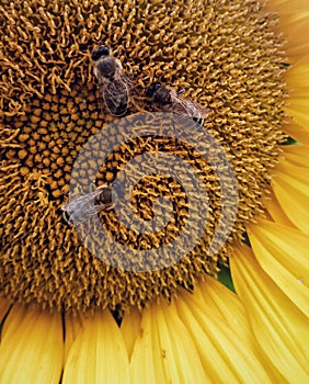 three bees collecting nectar on a sunflower flower