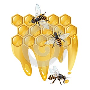 Three bees and honeycombs