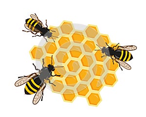 Three bees on honeycombs vector illustration