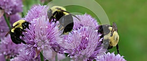 Three bees on mauve chive flowers with pollen flying