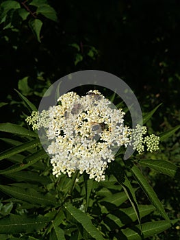 Three bees and one ant collect nectar on the umbrella of a white flower, dark abstract plant background, inflorescence in the