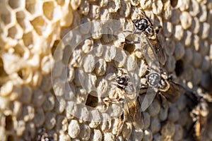 Three bees perched on a hive containing bee larvae