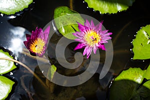 Three bees with pink lotus flower in the pool