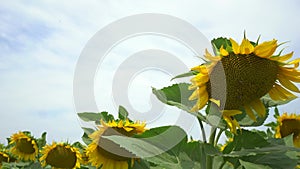 Three bees pollinate a sunflower in a field on a summer sunny day