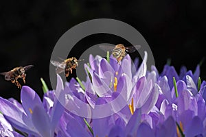 Three bees and purple crocus