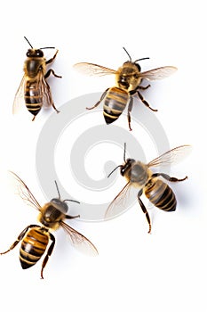 Three bees are shown in three different positions on white background. Generative AI