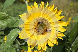 Three bees on a sunflower