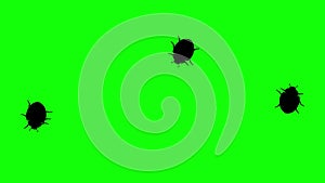 Three beetle on green screen, CG animated silhouettes, seamless loop