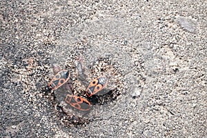 Three beetles, known as firefighters or soldiers, on an asphalt road. Close-up. Selective focus