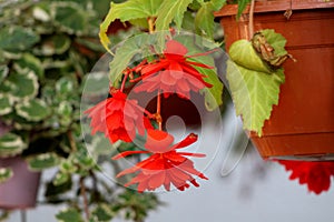 Three Begonia Pendula fully open blooming bright red flowers surrounded with green leaves hanging from flower pot with other