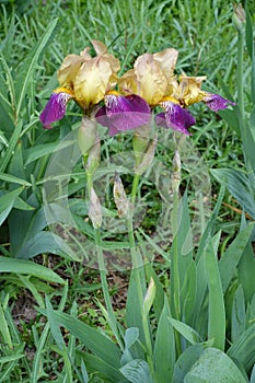 Three beige and purple flowers of Iris germanica