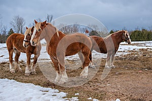 Three Belgian Draft horses in field with snow