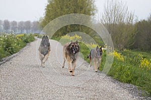 Three Belgian Shepherd Tervuren dogs running outside