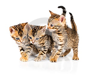 Three Bengal kitten with reflection on white