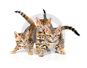 Three Bengal kitten on white background