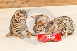 three bengal kittens and one bowl