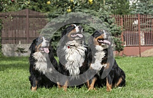 Three Bernese Mountain Dog portrait