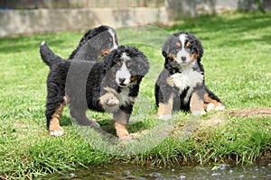 Three Bernese Mountain Dog puppies