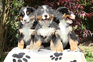 Three Bernese Mountain Dog puppies sitting