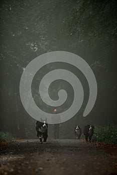 three Bernese mountain dogs running on road. dark forest and man on background