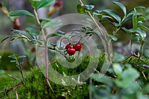 Three berries of delicious ripe cowberry