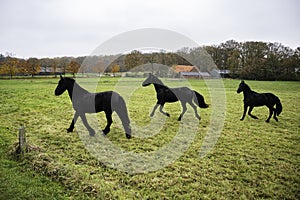 three big black horses running