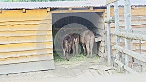 Three big brown lamas eat green grass in stable