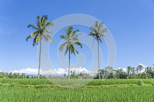 Three coconut palm trees on green rice terraces near Ubud in island Bali, Indonesia