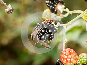 Three big dock beetle bugs close up on blackberry outside