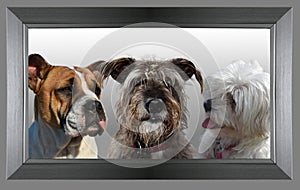 Three big dogs in a modern silvery frame