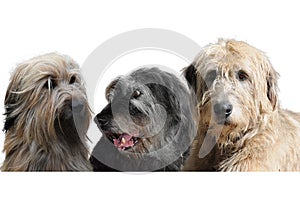 Three  big dogs, a wÃ¤ller  a mongrel and an irish wolfhound