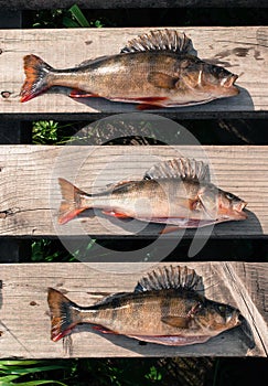 Three big fish (Perch) freshly caught on a wooden board of a p