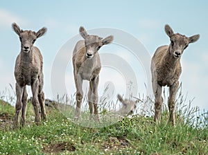 Three Big Horn Lambs In Grassy Field Look At Camera