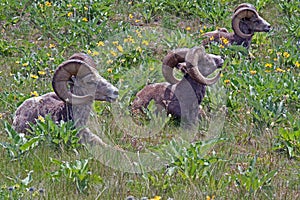 Three Big Horn Rams in the Yellow Flowers