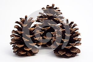 Three big pine cones