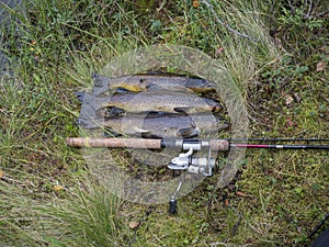 Three big rainbow trout, fish displayed on grass with fly fishing rod. Fresh catch freshwater trout
